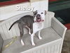 adoptable Dog in  named SHELBY