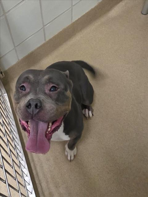 adoptable Dog in Derwood, MD named *JENNY