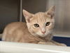 adoptable Cat in  named *BADA BING!