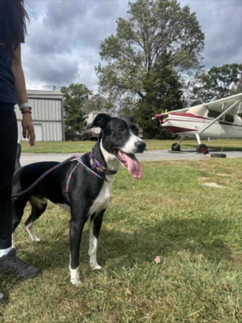 picture of the dog needing adoption