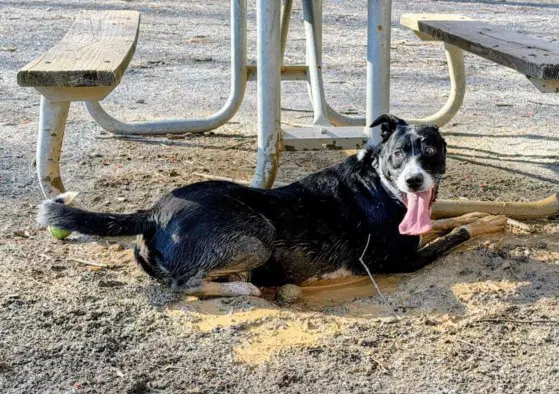 Thunda - Labrador Retriever