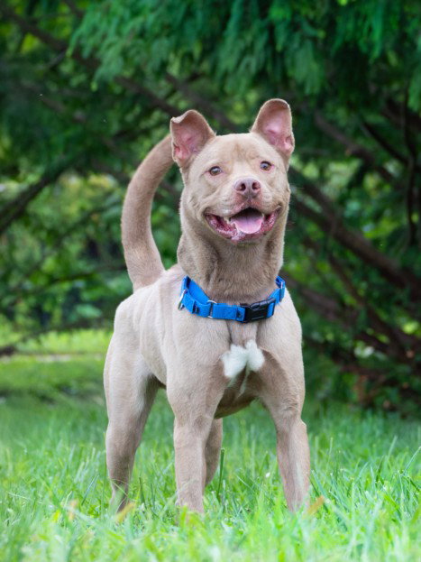 picture of the dog needing adoption