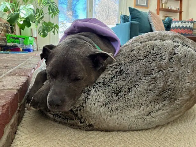 Cutie - Blue Lacy