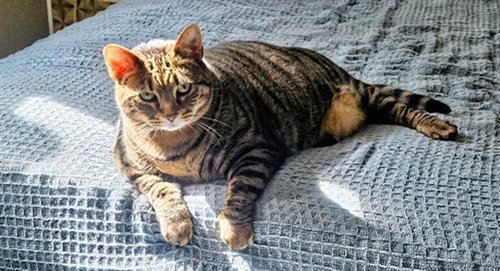 picture of the cat needing adoption