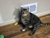 JELLY ROLL - Photo 1