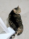 JELLY ROLL - Photo 1