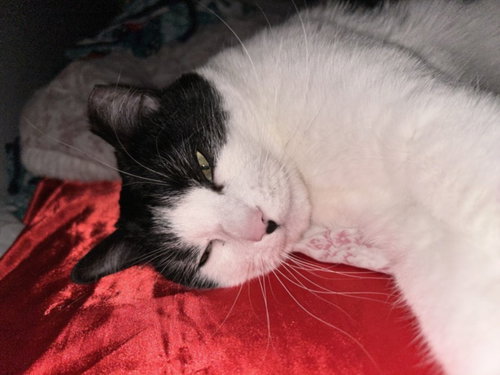 picture of the cat needing adoption