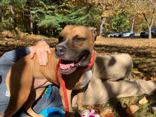 picture of the dog needing adoption