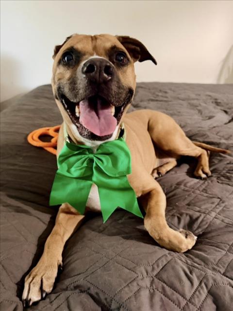 BELLE, an adoptable American Pit Bull Terrier in Derwood, MD