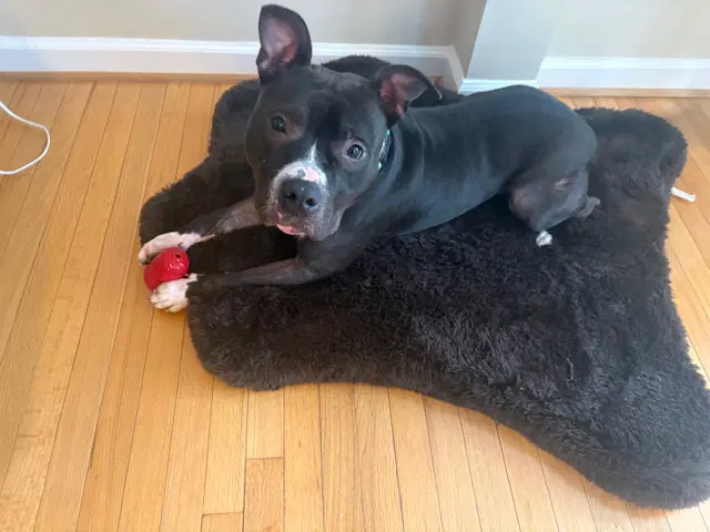 Fred - American Pit Bull Terrier
