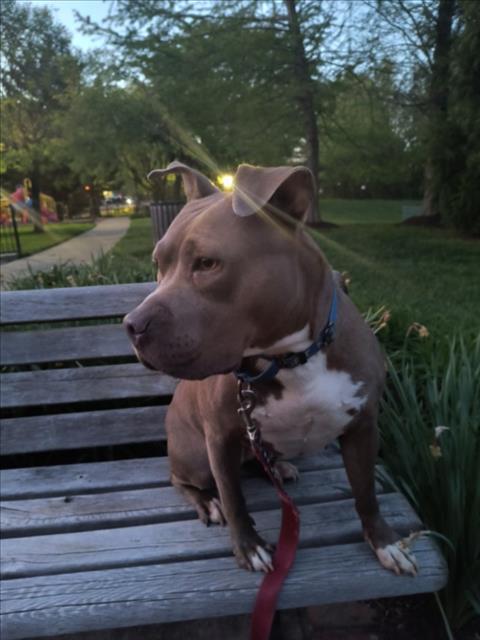 ZINA, an adoptable American Staffordshire Terrier in Derwood, MD