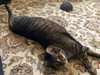WILLOW - Photo 1