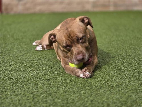 picture of the dog needing adoption