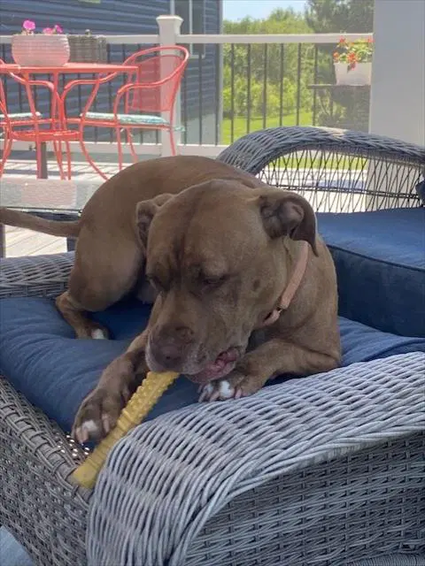 Starr - American Pit Bull Terrier