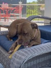 *STARR - Photo 1