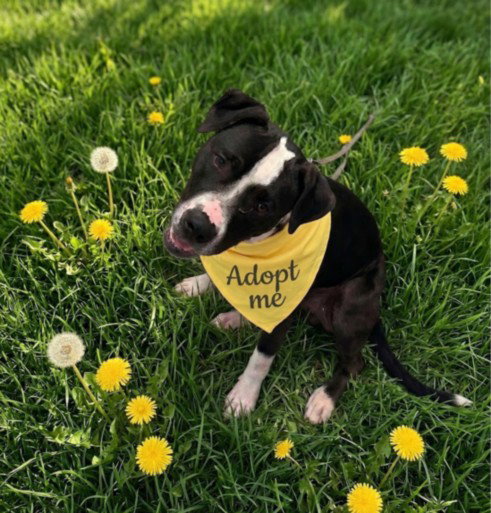 *FOODIE - American Pit Bull Terrier available for adoption