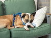 SPIKE - Photo 1