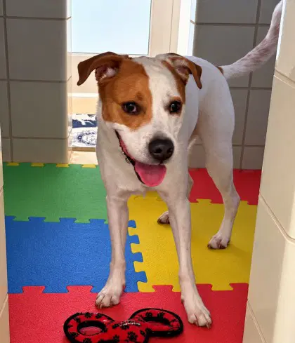 Puzzle - Beagle