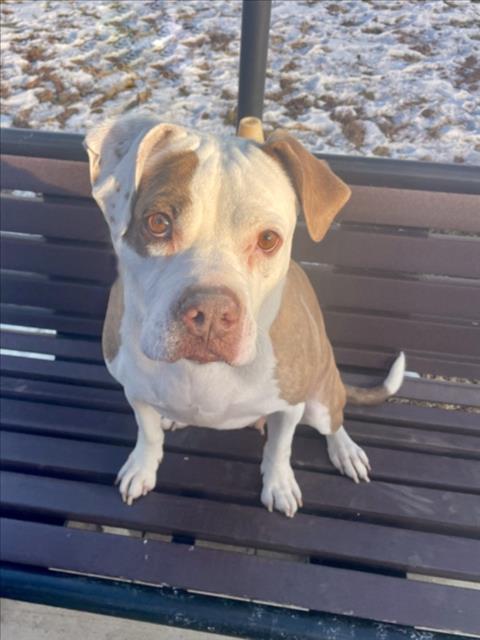 picture of the dog needing adoption