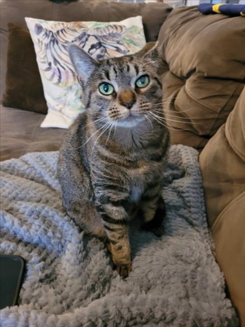 picture of the cat needing adoption