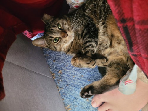 *LILY, Adult Domestic Short Hair (medium coat), cat for adoption in Bowie, Maryland