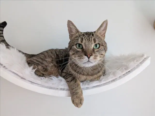 Kobe - Domestic Short Hair