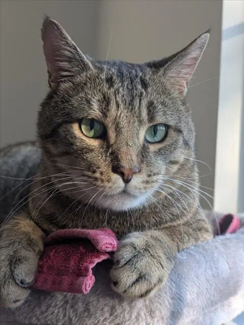 Kobe - Domestic Short Hair