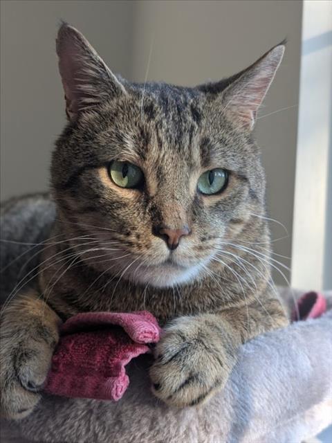 KOBE, a cat for adoption from Montgomery County Animal Services and Adoption Center