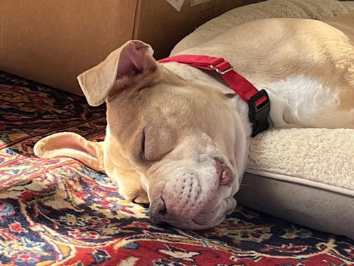 picture of the dog needing adoption