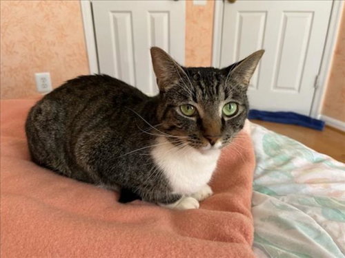 picture of the cat needing adoption