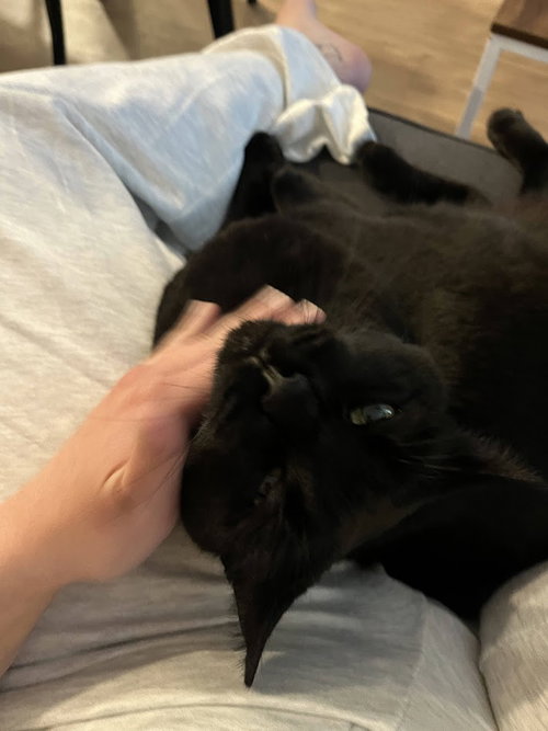 *ALFATFA, Adult Domestic Short Hair (medium coat), cat for adoption in Manassas, Virginia