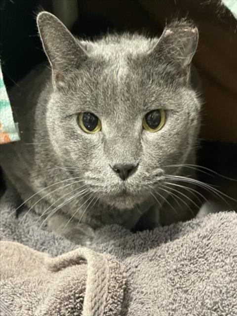 *JOHN, an adoptable Domestic Short Hair in Derwood, MD