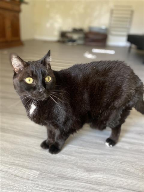NAVARRO, Senior Domestic Short Hair (medium coat), cat for adoption in Bowie, Maryland