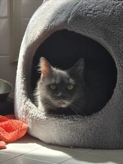 Smokey - Domestic Medium Hair