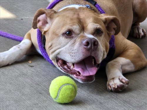*HUGHES, an adoptable American Pit Bull Terrier in Derwood, MD
