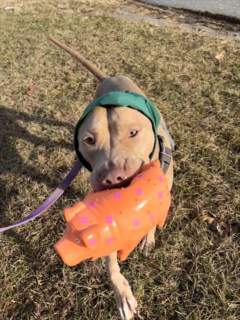 picture of the dog needing adoption