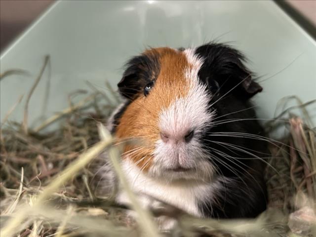 SALLY Image