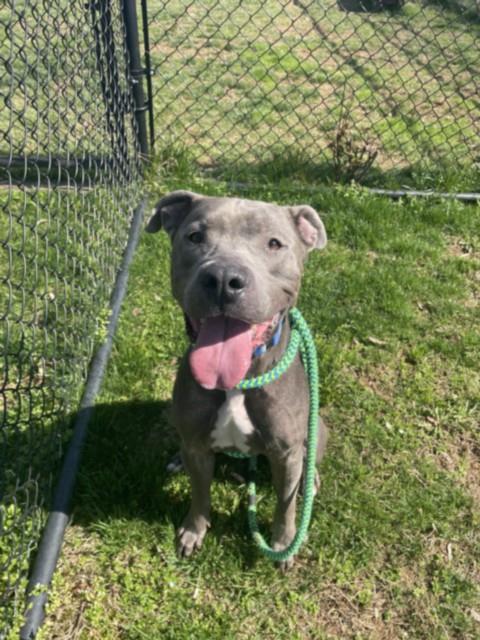 GUAPO, an adoptable American Pit Bull Terrier in Derwood, MD