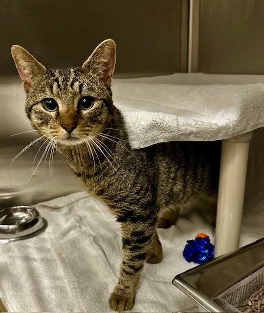*ST. CATRICK Image