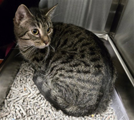*RUTH, an adoptable Domestic Short Hair in Derwood, MD