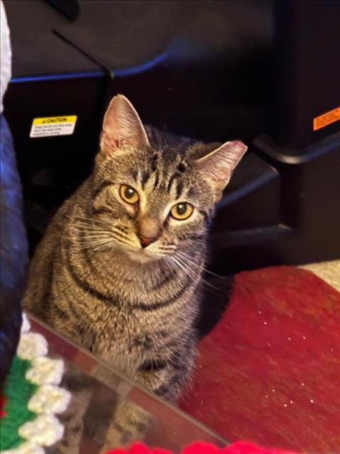 *RUTH, Young Domestic Short Hair (medium coat), cat for adoption in Manassas, Virginia
