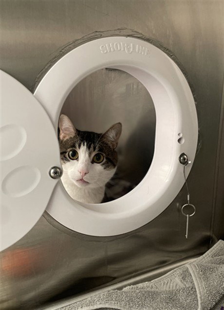 *CHAI, Adult Domestic Short Hair (medium coat), cat for adoption in Manassas, Virginia