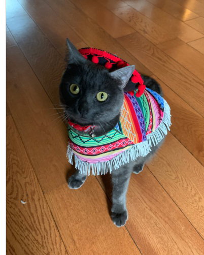 SNOOPY, Adult Domestic Short Hair (medium coat), cat for adoption in Manassas, Virginia