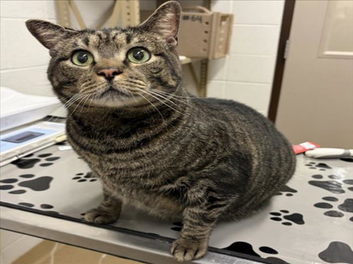 TIGGER, Adult Domestic Short Hair (medium coat), cat for adoption in Manassas, Virginia