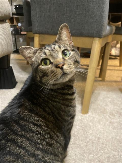 TIGGER, Adult Domestic Short Hair (medium coat), cat for adoption in Bowie, Maryland