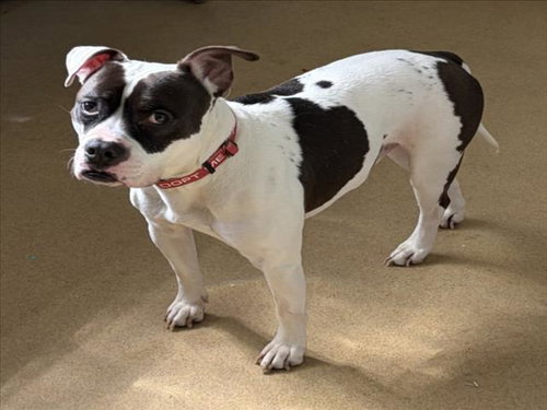 BANE, an adoptable American Pit Bull Terrier in Derwood, MD