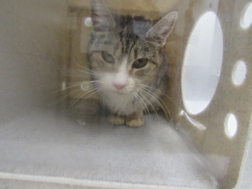 *SHERRY, Senior Domestic Short Hair (medium coat), cat for adoption in Manassas, Virginia
