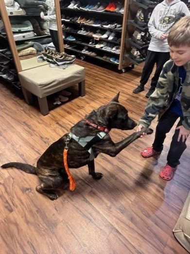 TYSON, an adoptable Dutch Shepherd in Derwood, MD