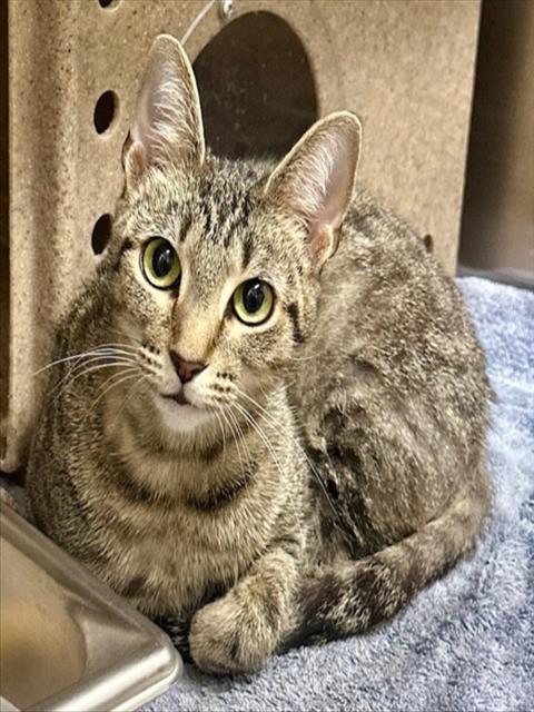 *WHISPER, Adult Domestic Short Hair (medium coat), cat for adoption in Manassas, Virginia