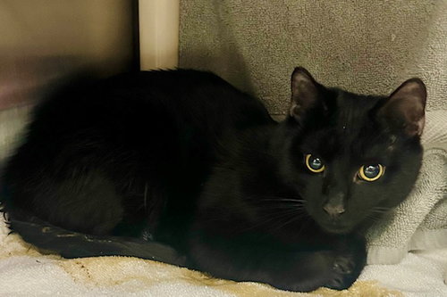 *SUPREME MUGWUMP, an adoptable Domestic Short Hair in Derwood, MD